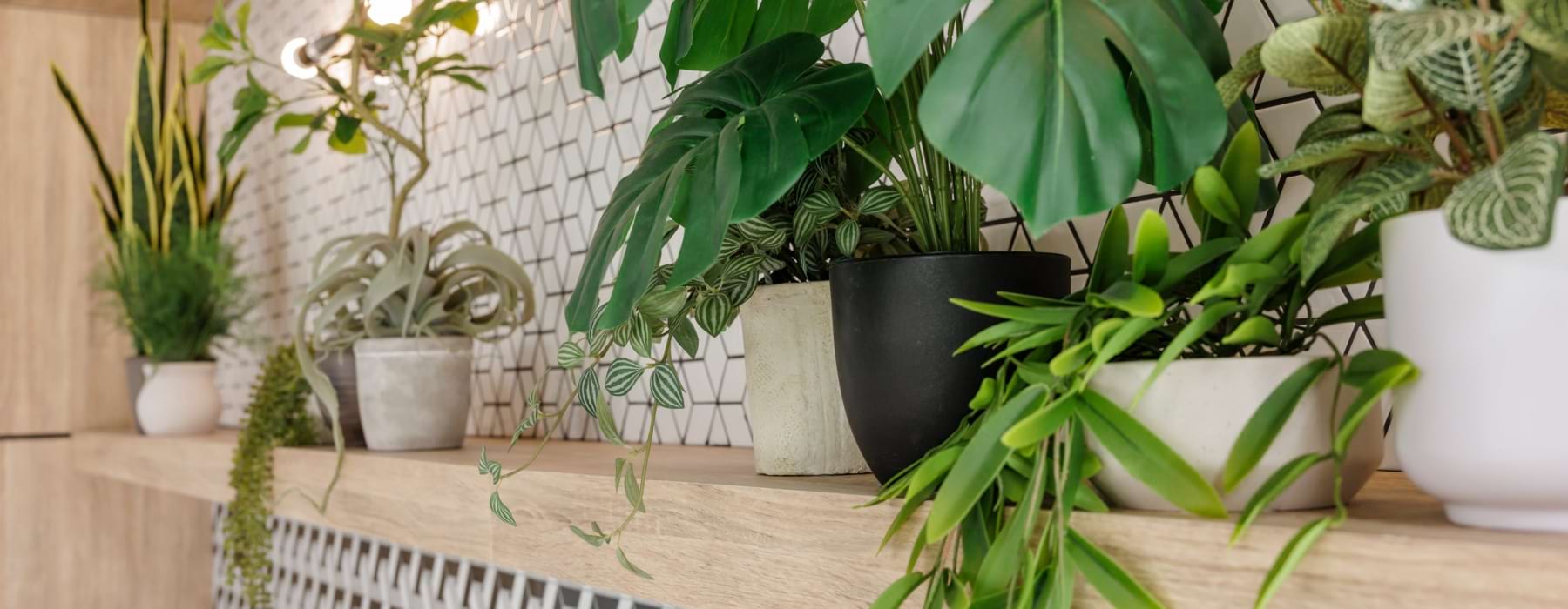 Detail of plants