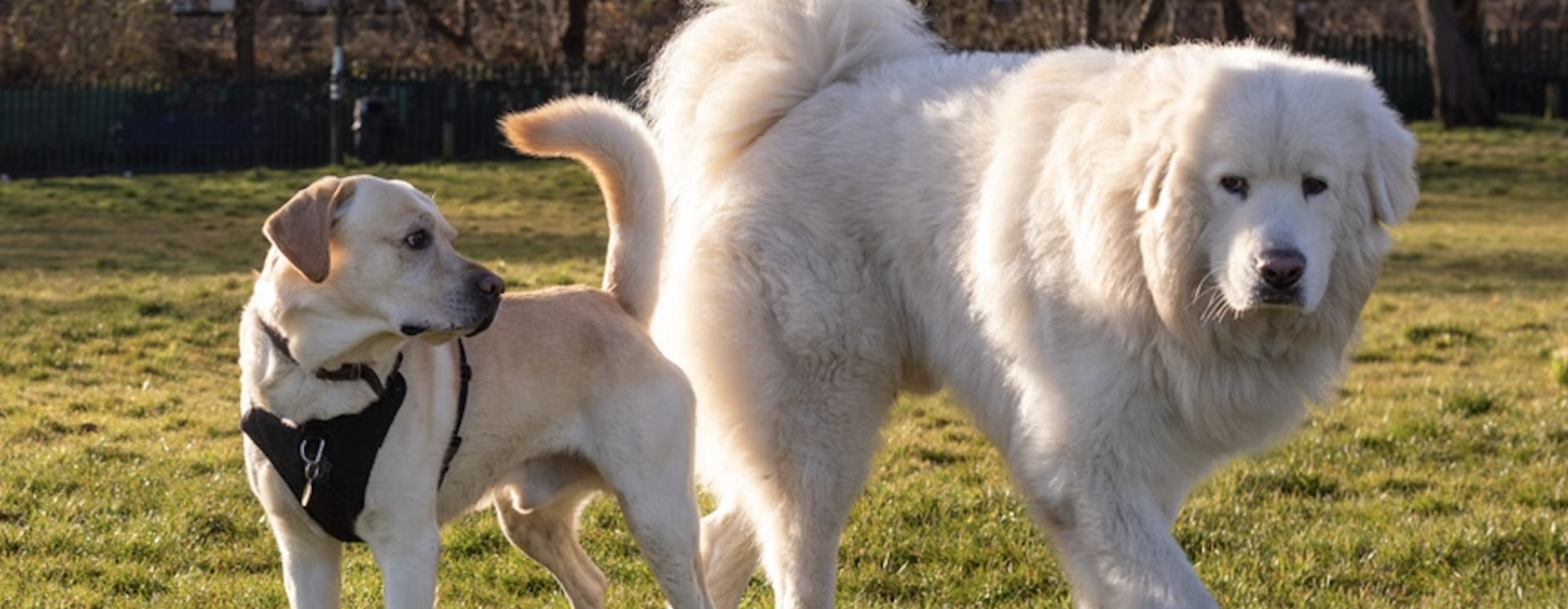 apartments that allow large dogs