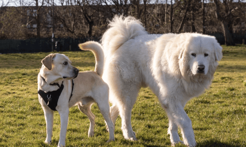 apartments that allow large dogs