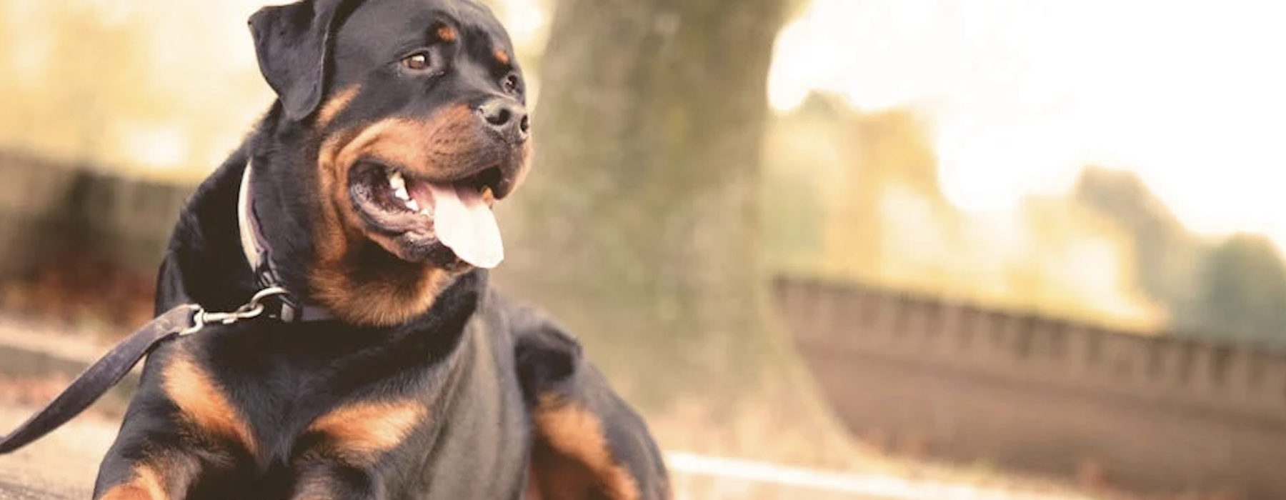 apartments that allow big dogs