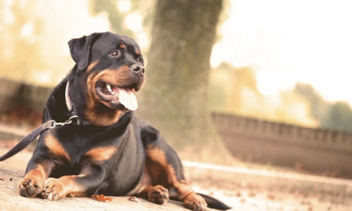 apartments that allow big dogs