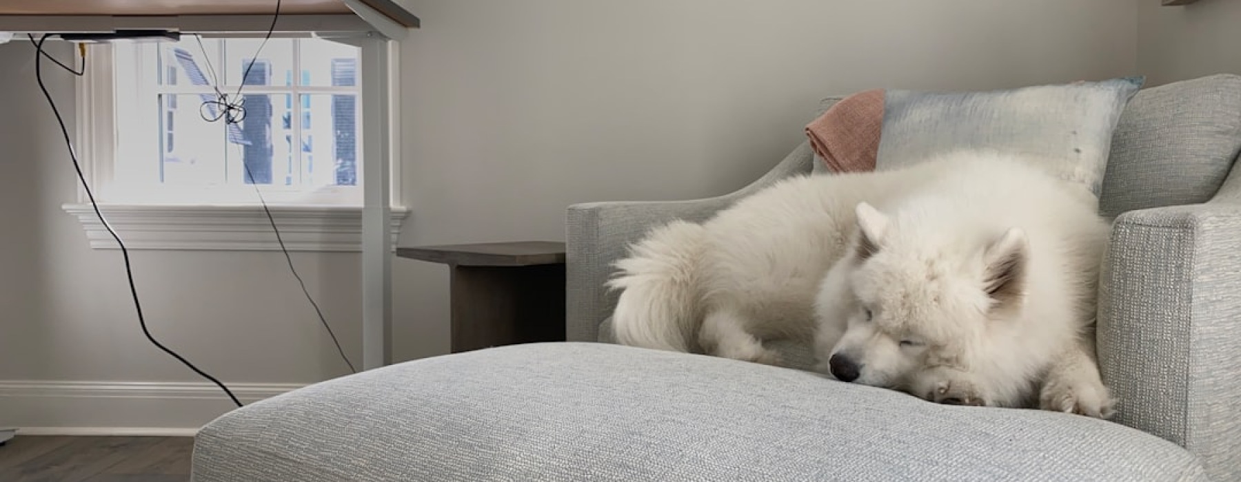 dog friendly luxury apartments