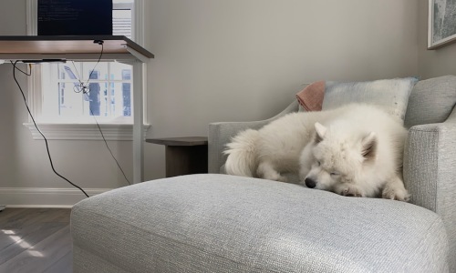 dog friendly luxury apartments